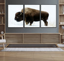 Bison Wall Art Canvas Print – Framed Western Wildlife