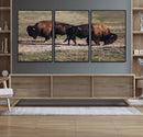 Bison Wall Art Canvas Print – Framed Western Wildlife Modern by MyGreatCanvas | Canvas Wall Art Prints | Photo Prints & Wall Decor