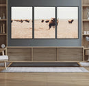 Bison Herd Wall Art Canvas Print – Framed Western Prairie