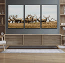 Elk Herd Wall Art Canvas Print – Framed Wildlife Photography