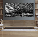 Mighty Angel Oak Wall Art | Angel Oak Tree Art Print by MyGreatCanvas | Canvas Wall Art Prints | Photo Prints & Wall Decor
