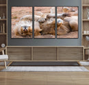 Lion Pair Wall Art Canvas Print – Framed Wildlife Scene with