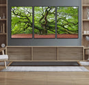 Framed Angel Oak Tree Wall Art - 3-Panel Canvas Prints,