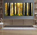 Sunlit Forest Wall Art Canvas Print – Large Framed Woodland