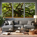 Angel Oak Tree Wall Art Canvas Print | Forest Tree Nature