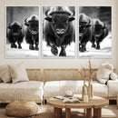 American Bison Art | Buffalo Herd Wall Art Canvas Print, BW