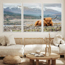 Highland Cow Horn Farm Wall Art Canvas Print