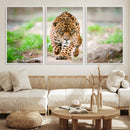 Leopard on the Prowl - Stunning Large Framed Leopard Wall
