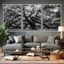 Black and White Old Angel Oak Tree Wall Art Canvas Print