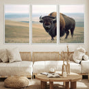 Bison Wall Art Canvas Print – Framed Buffalo American Bison