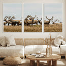 Elk Herd Wall Art Canvas Print – Framed Wildlife Photography
