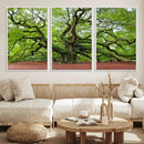 Framed Angel Oak Tree Wall Art - 3-Panel Canvas Prints,