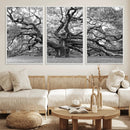 Black White Angel Oak Tree Wall Art - Timeless