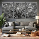 Majestic Angel Oak Tree Black and White Canvas Print – Multi
