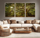 Ancient Angel Oak Tree Art Sunburst Canvas Print-