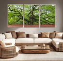 Framed Angel Oak Tree Wall Art - 3-Panel Canvas Prints,