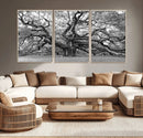 Black White Angel Oak Tree Wall Art - Timeless
