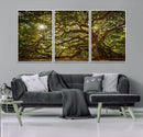 Ancient Angel Oak Tree Art Sunburst Canvas Print-
