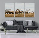 Elk Herd Wall Art Canvas Print – Framed Wildlife Photography