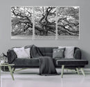 Black White Angel Oak Tree Wall Art - Timeless