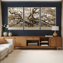 Sepia Framed Angel Oak Tree Wall Art - 3-Panel Canvas