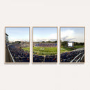 The Duke University Blue Devils Football Team Print - Durham