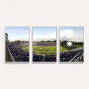The Duke University Blue Devils Football Team Print - Durham