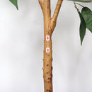 6Ft Artificial Ficus Tree With Natural Trunk In Pot For Indoor Home Office Decor - Green Leaves