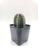 #4C Pachycereus marginatus Mexican Fence Post 2"