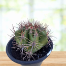Echinocactus ingens by The Cactus Outlet