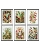 Ernst haeckel biology set