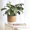 6 inch White & Nature Reed Round Cement Planter