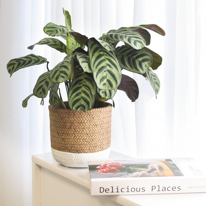 6 inch White & Nature Reed Round Cement Planter