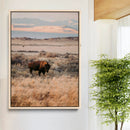 Solitary Buffalo Wall Art Canvas Print – Framed Golden