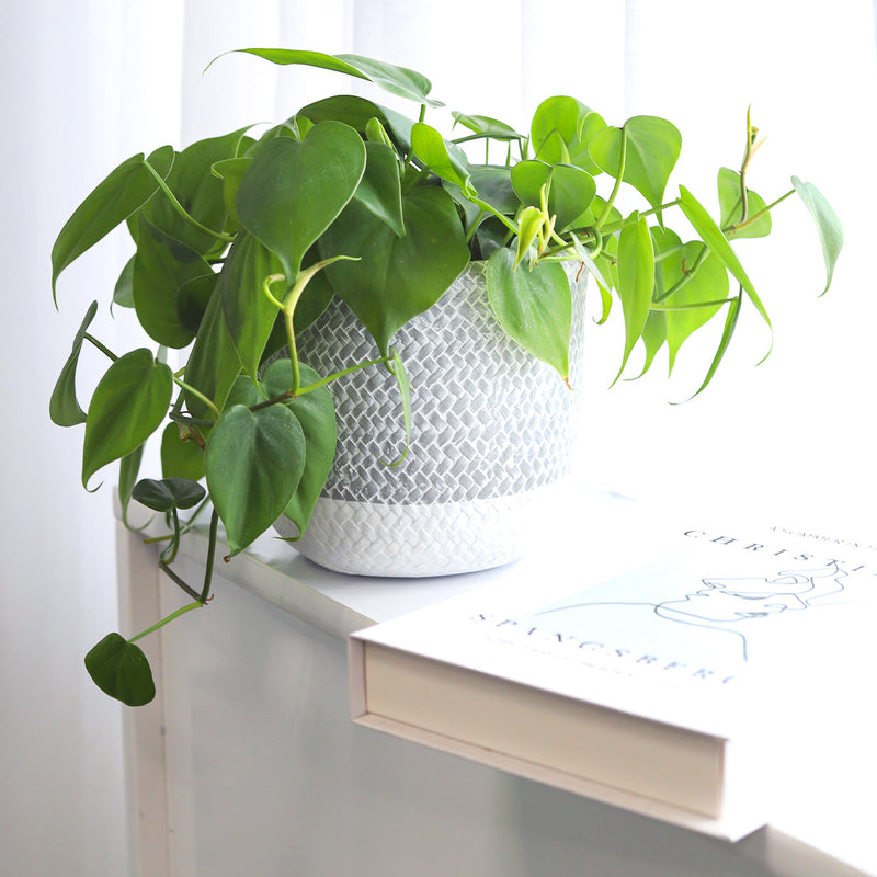 6 inch Reed Grey Round Cement Planter