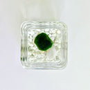 Marimo Moss Ball Aquarium Glass Terrarium Designer 4.5" Home Decor and Office Decor