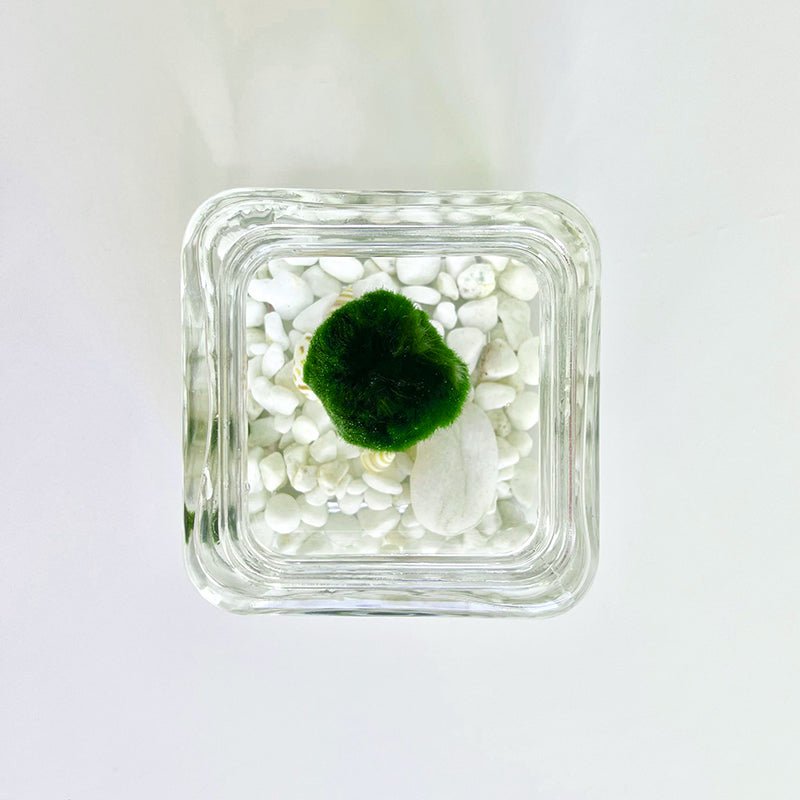 Marimo Moss Ball Aquarium Glass Terrarium Designer 4.5" Home Decor and Office Decor