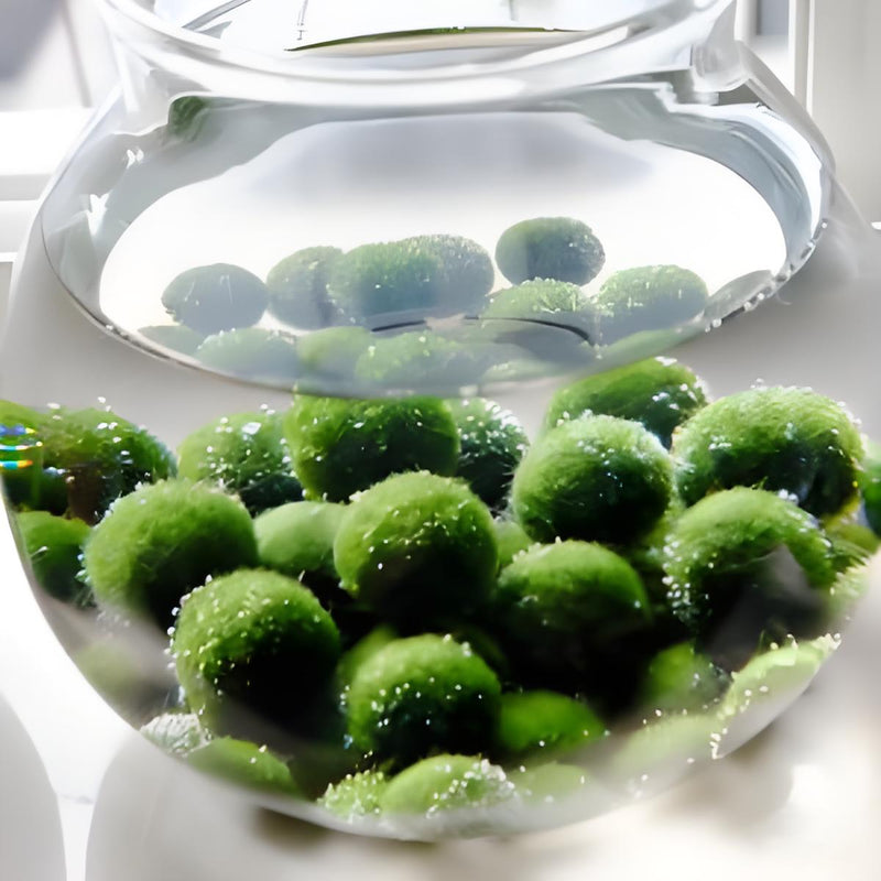 Must-have Large 1.5cm Marimo Moss Ball - Round and Grow Slow