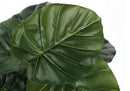 24" Tall Artificial Alocasia Plant by HouseOfZazla