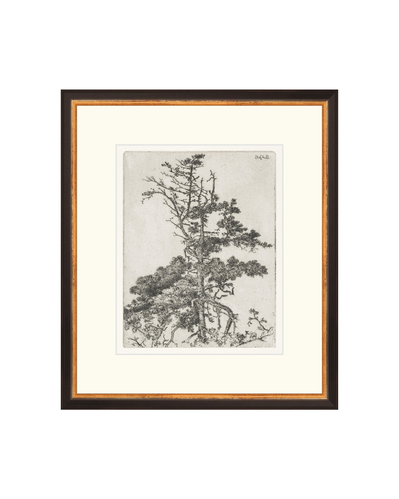 Pine Etchings 2