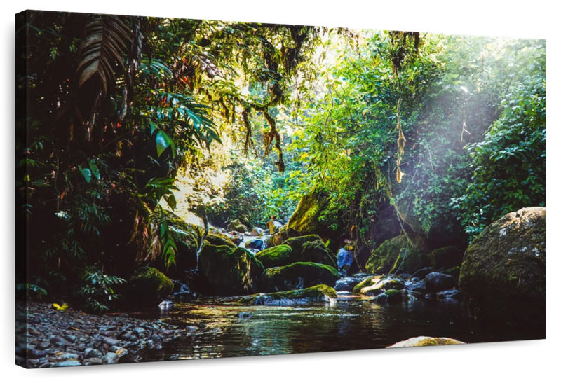 Forest In Panama Wall Art