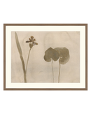 Botanical Thoughts II