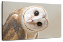 Barn Owl Gaze Wall Art