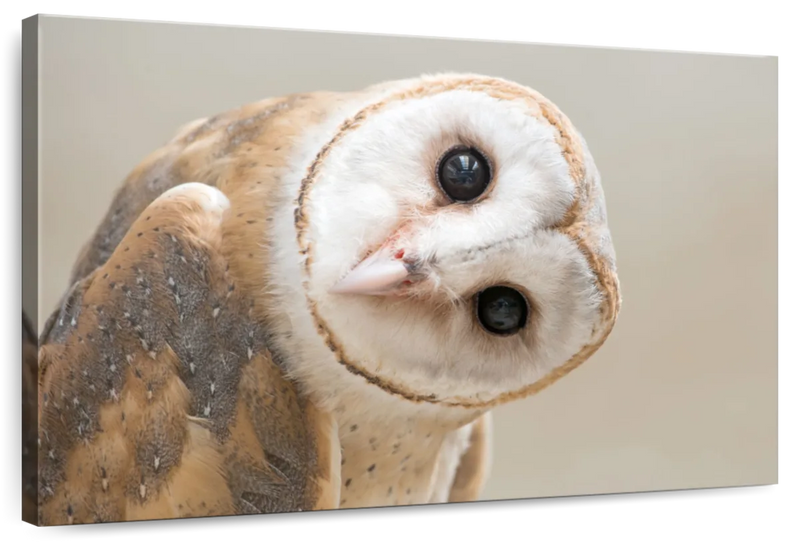 Barn Owl Gaze Wall Art