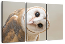 Barn Owl Gaze Wall Art