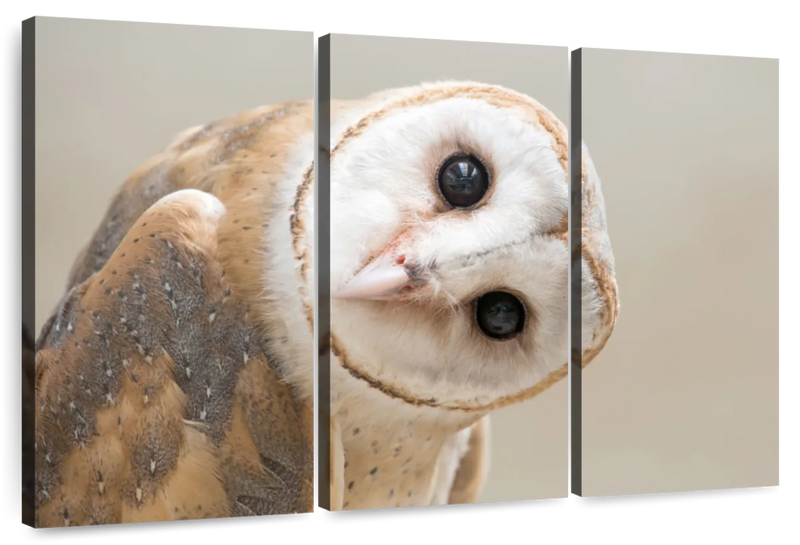 Barn Owl Gaze Wall Art