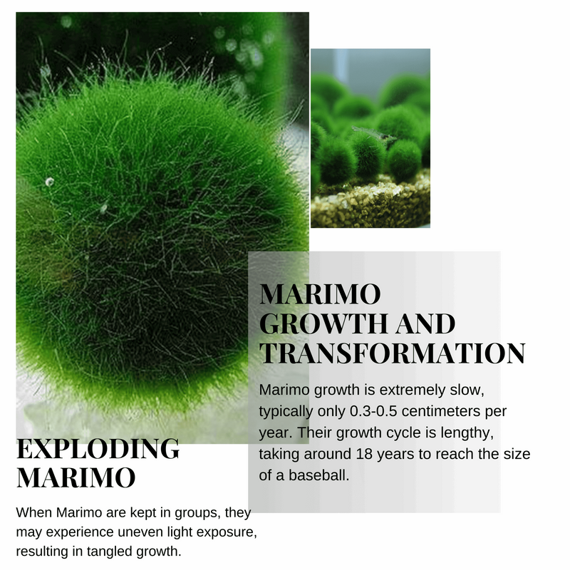 Live Marimo Moss Ball Aquarium 6PCS Set Kokedama Ball for 20 Gallon Aquarium