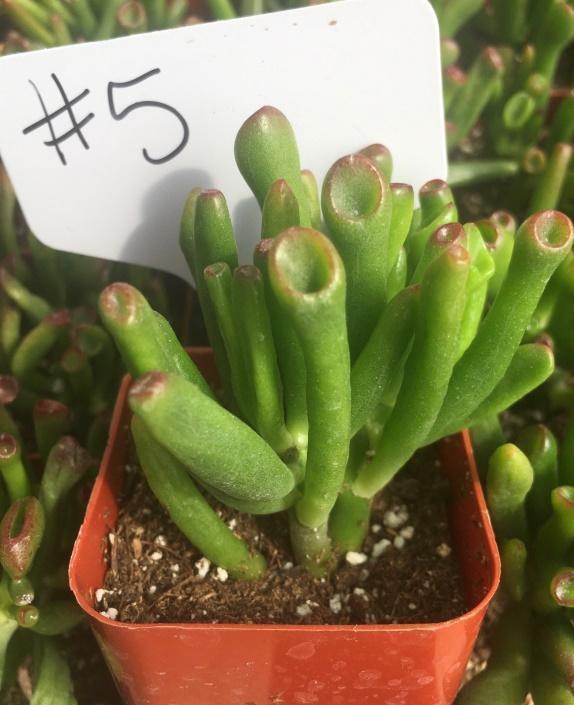 #5 Crassula ET Fingers