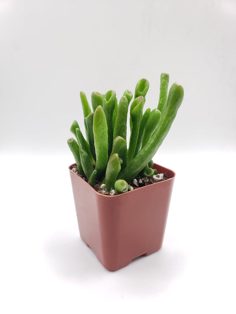 #5 Crassula ET Fingers