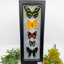 5 Butterfly Vertical Display in Black Frame